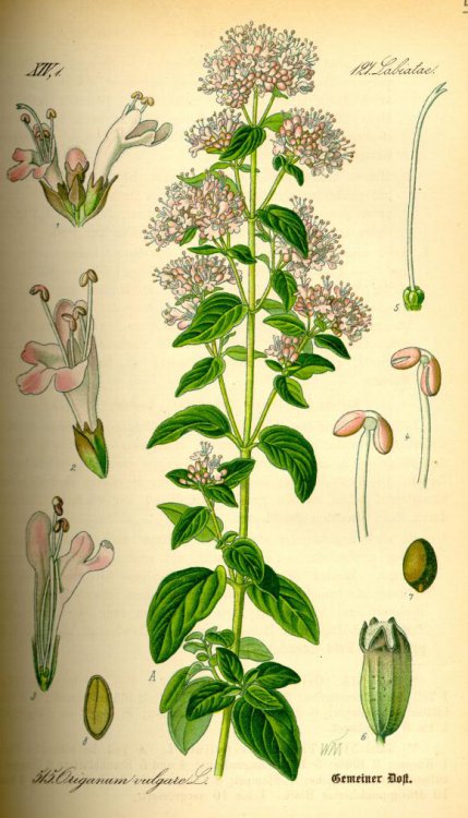 Illustration_Origanum_vulgare0.jpg