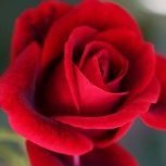 Rose6