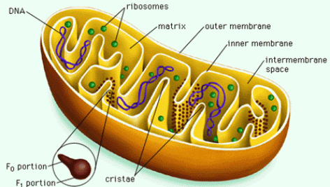 میتوکندری