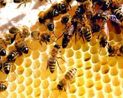 کلونی زنبور عسل