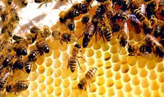 کلونی زنبور عسل
