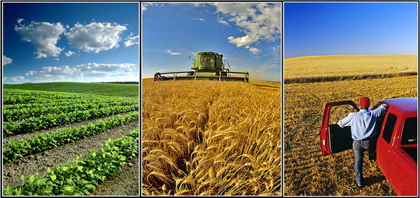 نقش اقلیم بر عملکرد محصولات زراعی