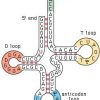 ساختمان RNA