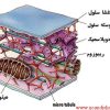 غشای سیتوپلاسمی