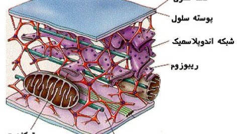 غشای سیتوپلاسمی