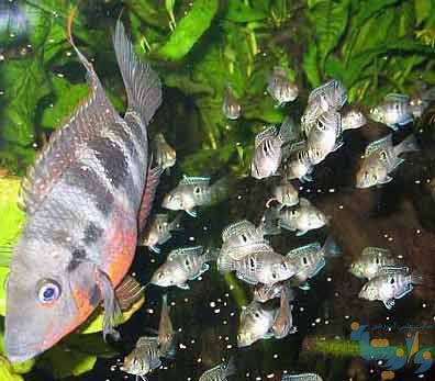 رفتار تولیدمثلی ماهیان