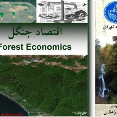 اقتصاد جنگل