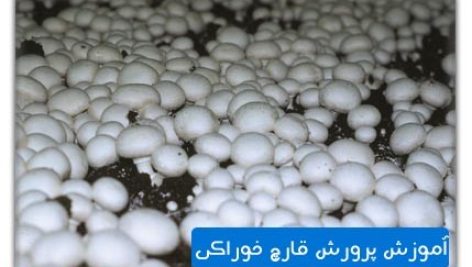 آموزش پرورش قارچ خوراکی