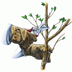 هرس سیب درختی