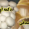 راهنمای پرورش قارچ