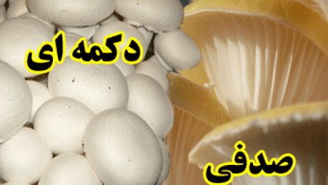 راهنمای پرورش قارچ