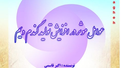 افزایش تولید گندم دیم