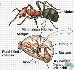 فیزیولوژی حشرات