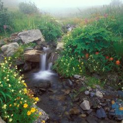اصول طراحی در فضای سبز و پارک ها