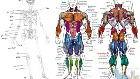 جزوه دستگاه اسکلتی عضلانی