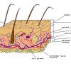 جزوه دستگاه پوست