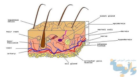 جزوه دستگاه پوست