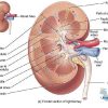 جزوه دستگاه کلیه و مجاری ادراری