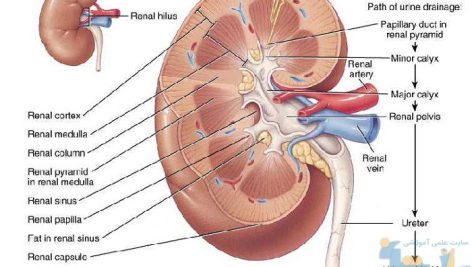 جزوه دستگاه کلیه و مجاری ادراری