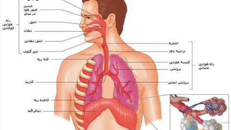 جزوه دستگاه تنفسی