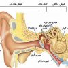 جزوه دستگاه شنوایی