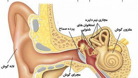 جزوه دستگاه شنوایی