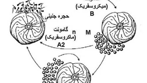 کتاب رخساره بنتونیکی