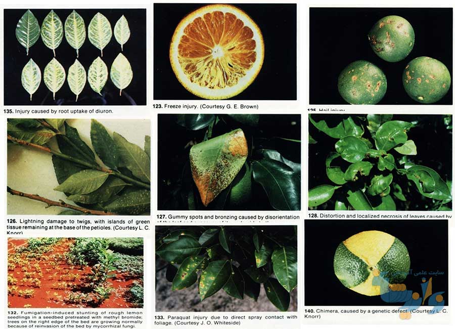بیماری های فیزیولوژیک گیاهان
