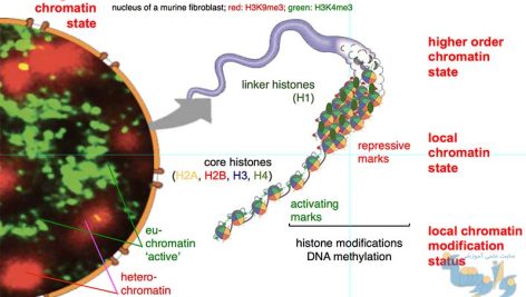 جزوه بیوشیمی کروماتین