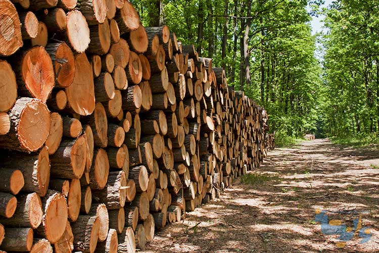جزوه چوب شناسی و حفاظت چوب