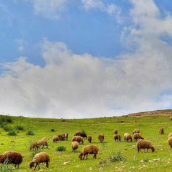 کتاب مرتع داری