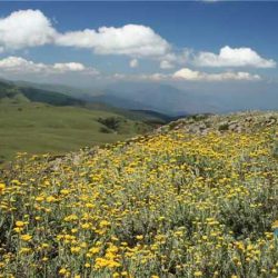 جزوه شناسایی گیاهان مرتعی
