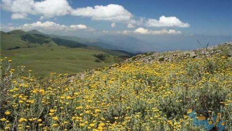 جزوه شناسایی گیاهان مرتعی