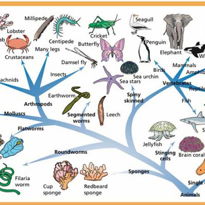 جزوه زیست شناسی جانوری