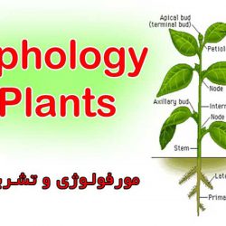 جزوه مورفولوژی و تشریح گیاهی