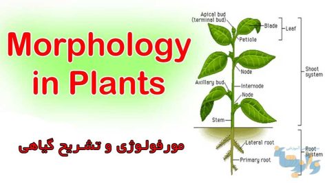 جزوه مورفولوژی و تشریح گیاهی