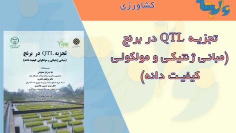 کتاب تجزیه QTL در برنج