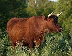 red devon