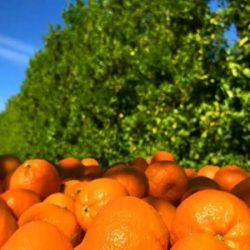 بررسی موانع صادرات مرکبات