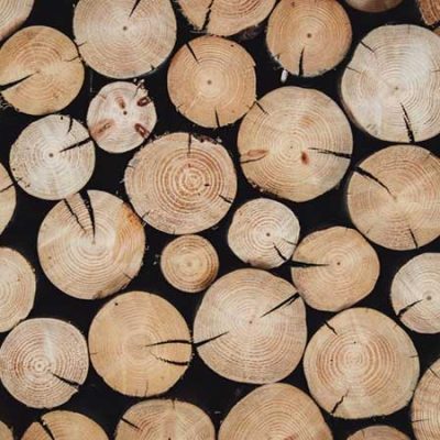 جزوه تاریخچه چوب شناسی