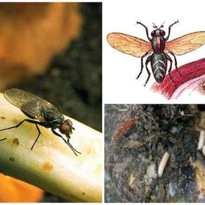 بیومترولوژی حشرات