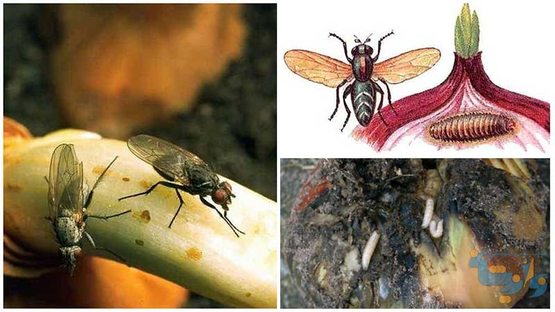 بیومترولوژی حشرات